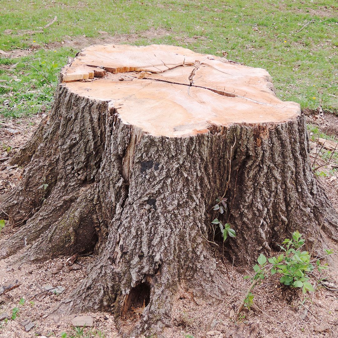 Stump grinding