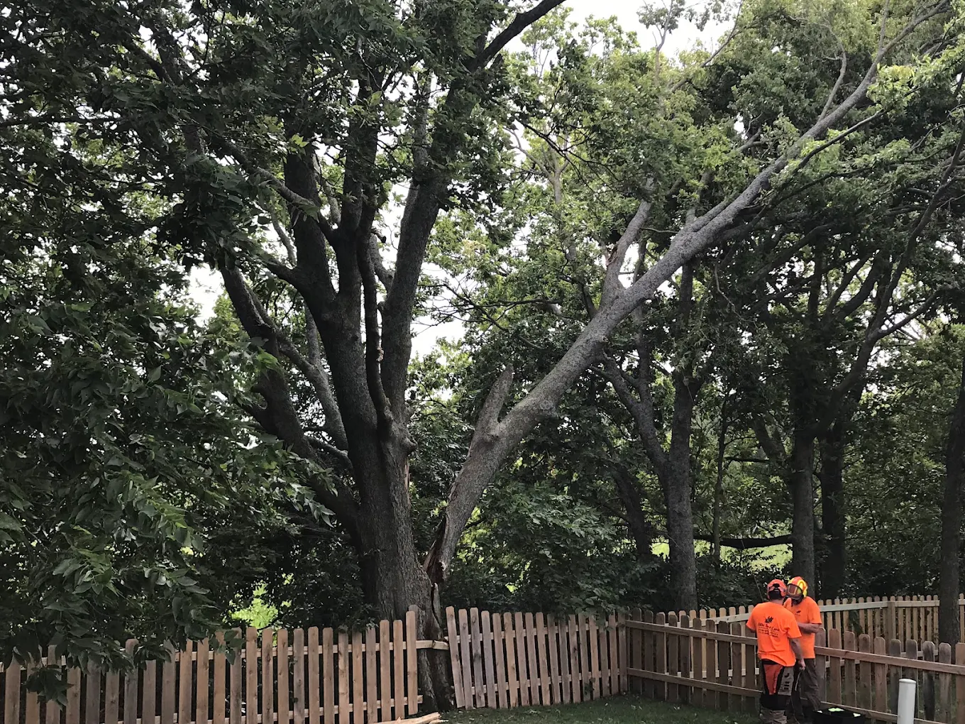 Tree removal