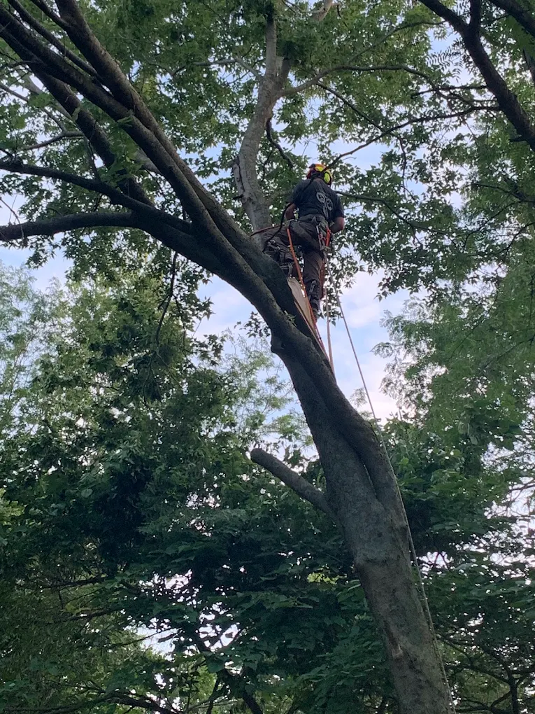 Trimming